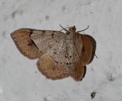 Frederickia flaviterminata