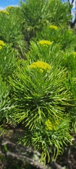 Hymenolepis