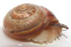 Monacha carascaloides