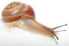 Monacha carascaloides