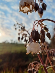 Trichodesma physaloides