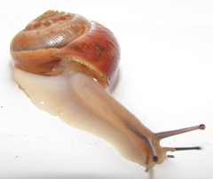 Monacha carascaloides