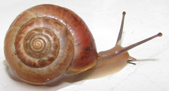 Monacha carascaloides