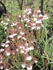 Trichodesma physaloides