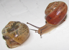 Monacha carascaloides