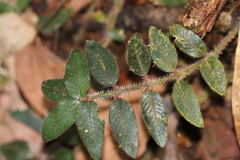 Palicourea debilis