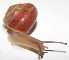 Monacha carascaloides