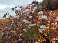 Trichodesma physaloides