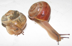 Monacha carascaloides