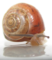 Monacha carascaloides