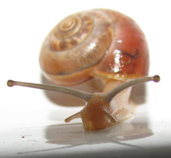 Monacha carascaloides