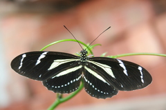 Heliconius peruvianus