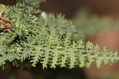 Trichomanes pedicellatum