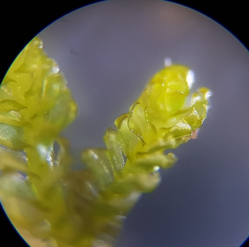 Image of Trilophozia quinquedentata by (c) Helen Waterman, some rights reserved (CC BY)