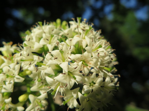 Ehretia macrophylla