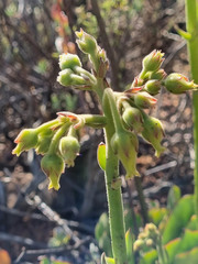 Cotyledon cuneata
