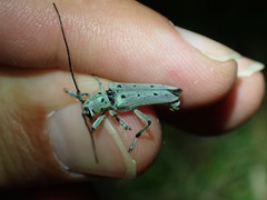 Saperda octopunctata