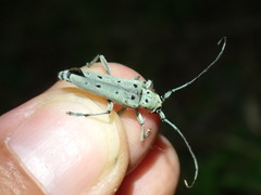 Saperda octopunctata