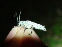 Saperda octopunctata