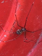 Hoplopholcus forskali