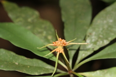 Carapichea ligularis