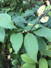 Forsythia viridissima