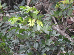 Dalbergia benthamii