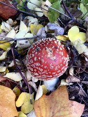 Amanita muscaria flavivolvata