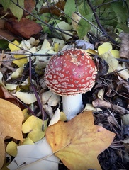 Amanita muscaria flavivolvata