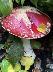 Amanita muscaria flavivolvata