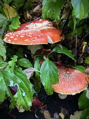 Amanita muscaria flavivolvata