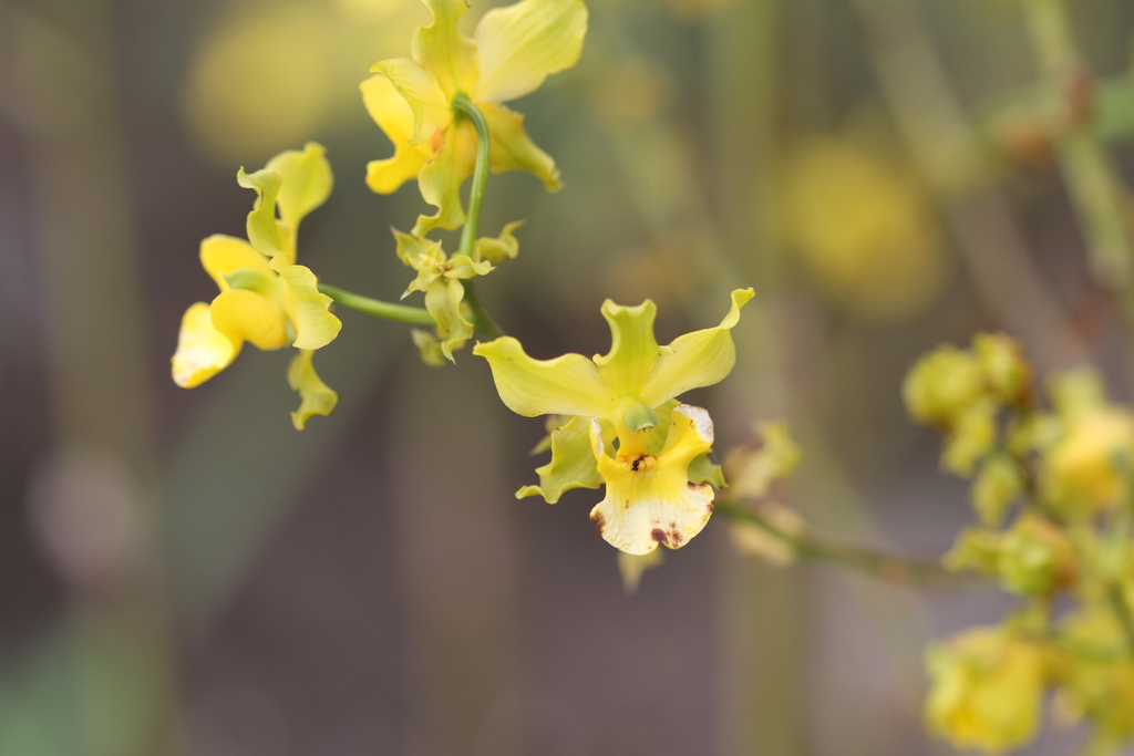 Cyrtopodium andersonii
