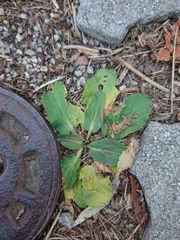Eryngium planum