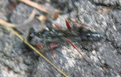 Podium rufipes