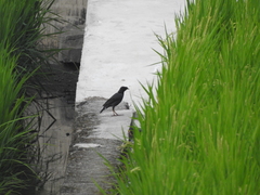 Acridotheres cristatellus formosanus