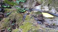 Alsophis rufiventris