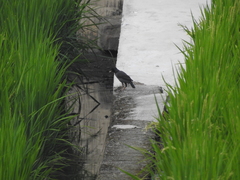 Acridotheres cristatellus formosanus