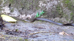Alsophis rufiventris