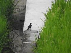 Acridotheres cristatellus formosanus