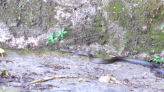 Alsophis rufiventris