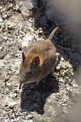 Elephantulus edwardii