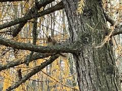 Sciurus vulgaris