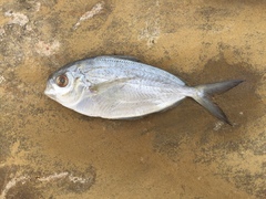 Peprilus triacanthus