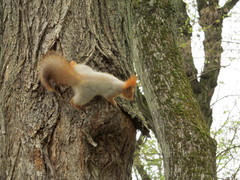 Sciurus vulgaris
