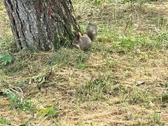 Sciurus vulgaris