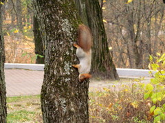 Sciurus vulgaris