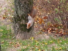 Sciurus vulgaris