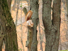 Sciurus vulgaris