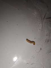 Plodia interpunctella