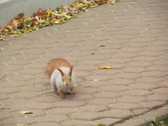 Sciurus vulgaris